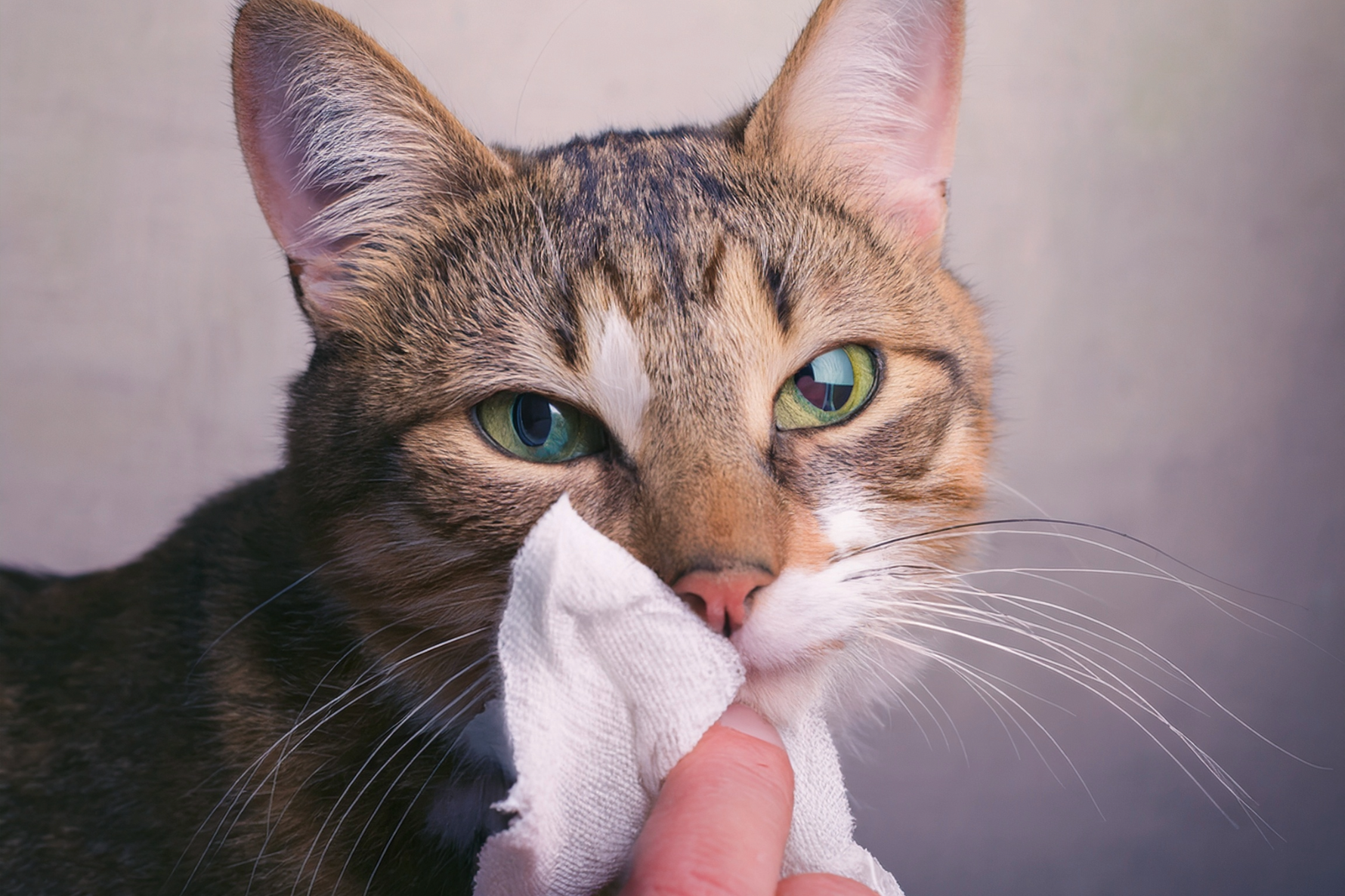 How To Prevent Cat Allergic Reactions