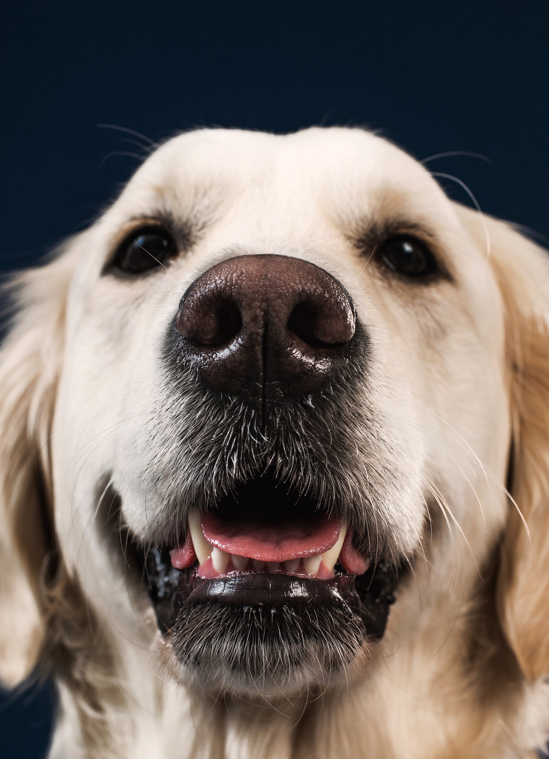 6 Ways to Know Your Dog Trusts You