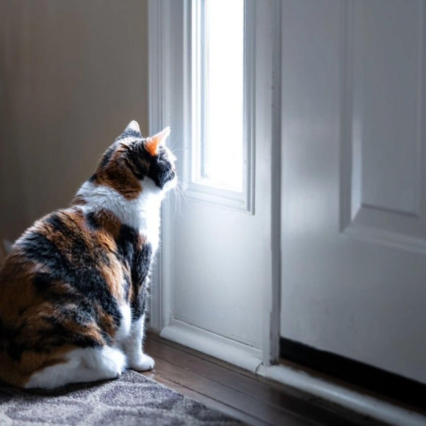 Cat Owners Must Know: Safe Alone Time for Cats