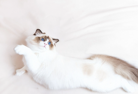 Signs Your Cat Is Truly Happy
