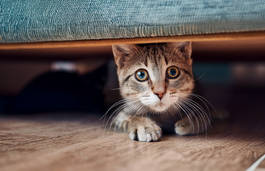 Cat Hiding?