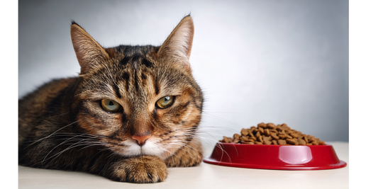 Rather Starve Than Eat? 3 Reasons Your Cat Is Picky About Food