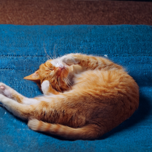 Why Does My Cat Ignore Me?