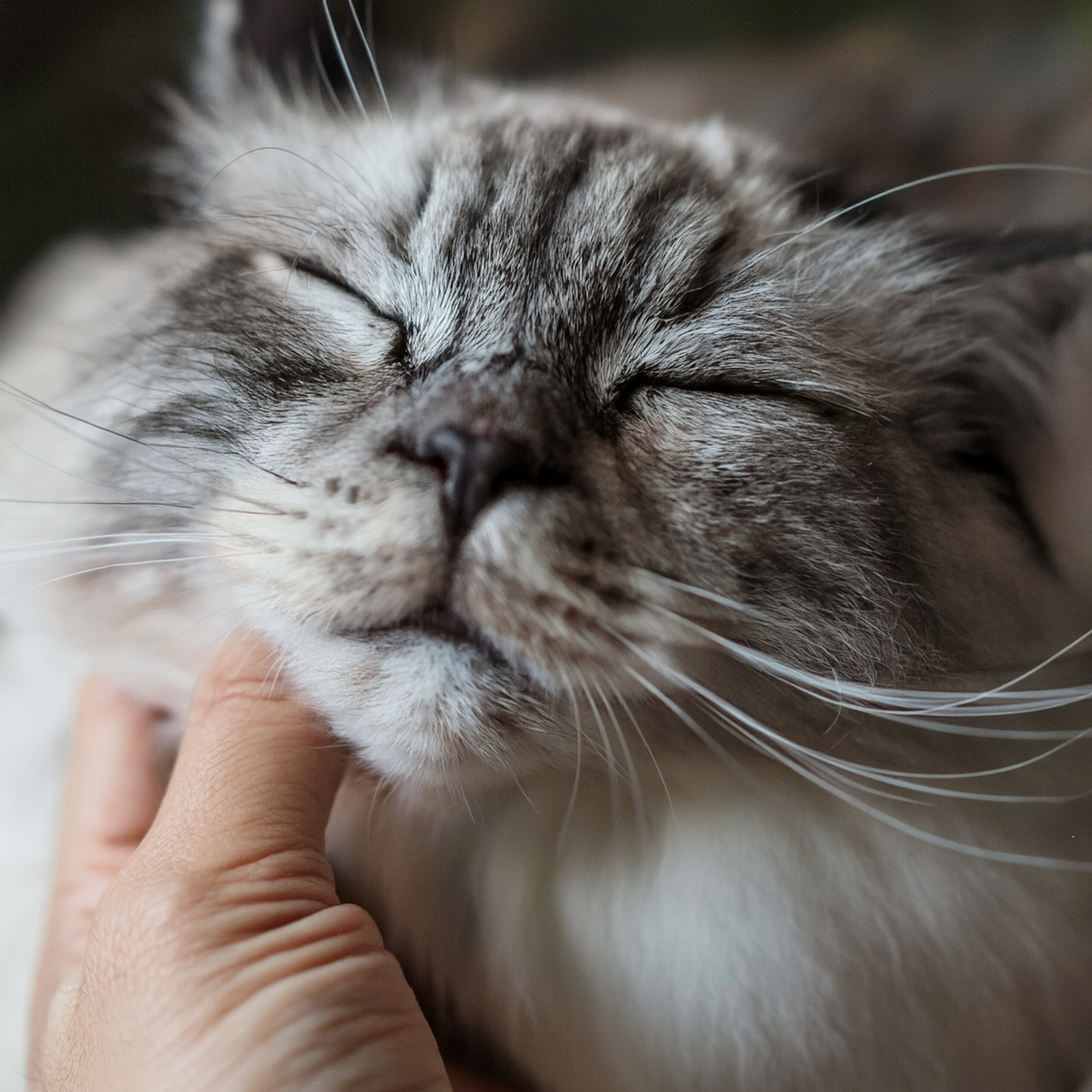 Why Do Kittens Purr All the Time?