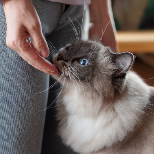 Why Do Cats Always Sniff Your Fingers?