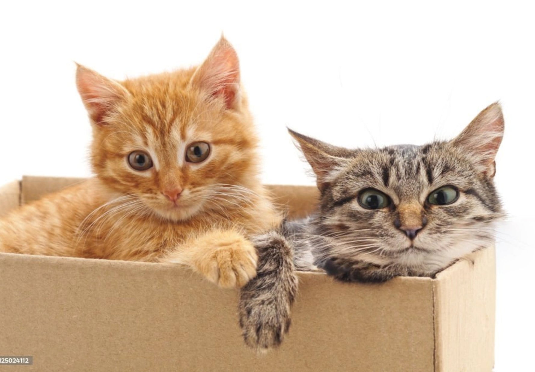 Why Do Cats Love Boxes?