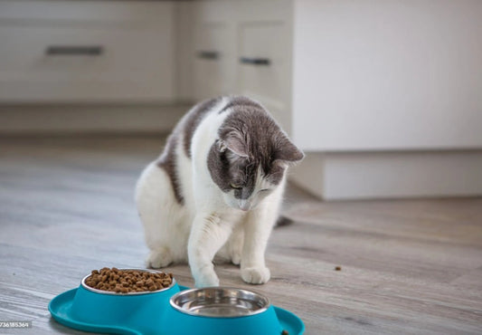 Why Does My Cat Try to Bury Its Food?