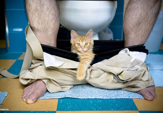 Why Does My Pet Follow Me to the Loo