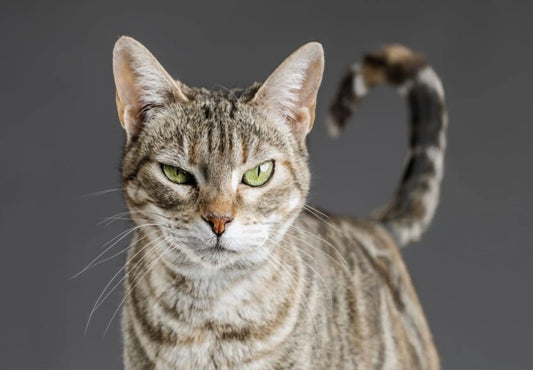 The Language of Cat Tails