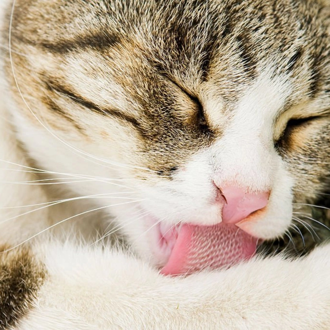 Cat Overgrooming: What You Need to Know