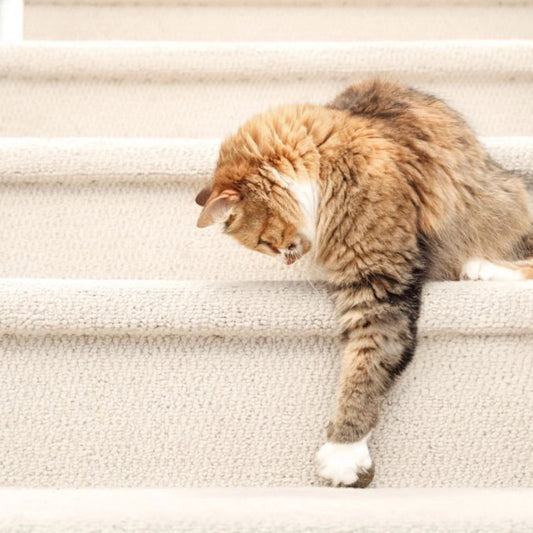 Why is my cat scratching the stair carpet?