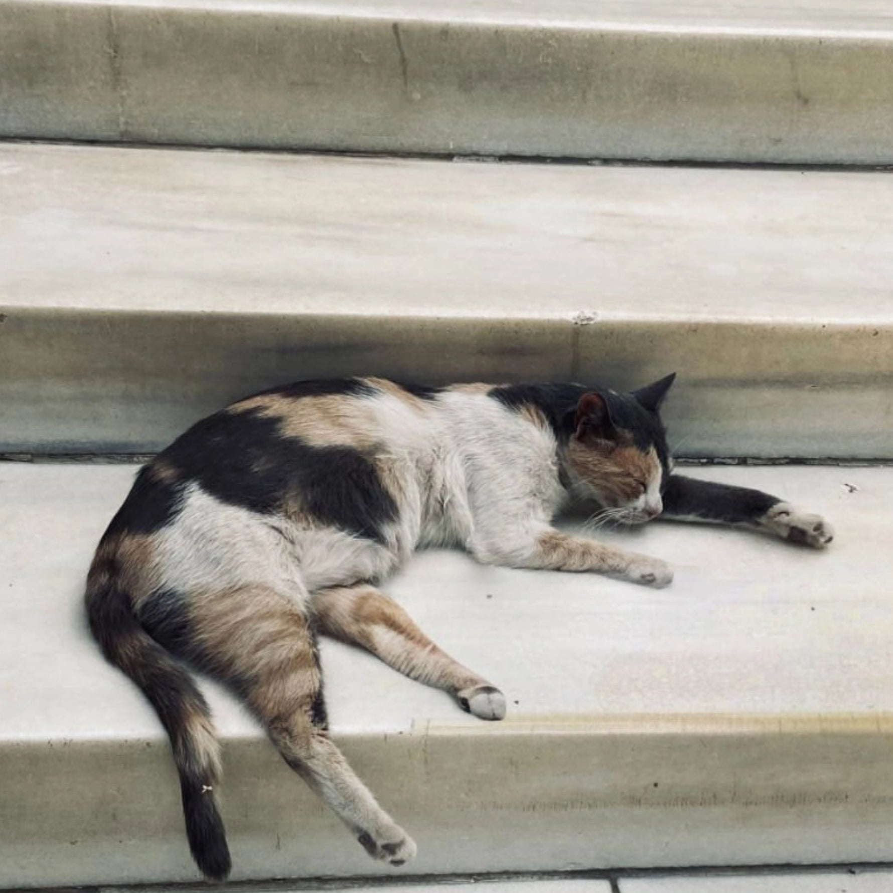 Why does my cat sleep on the stairs?