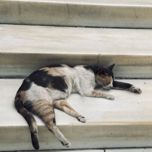 Why does my cat sleep on the stairs?