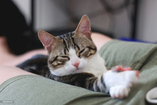 Does My Cat Love Me?