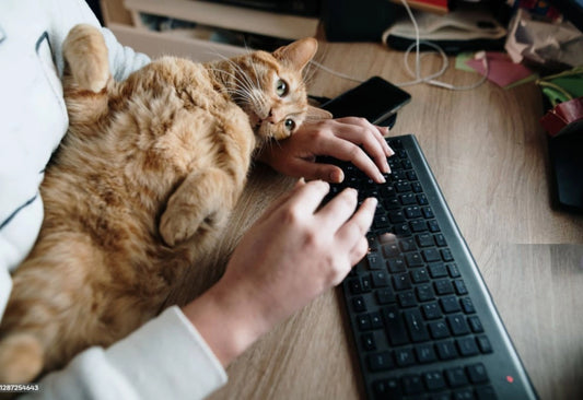 How To Make Your Cat Love You?