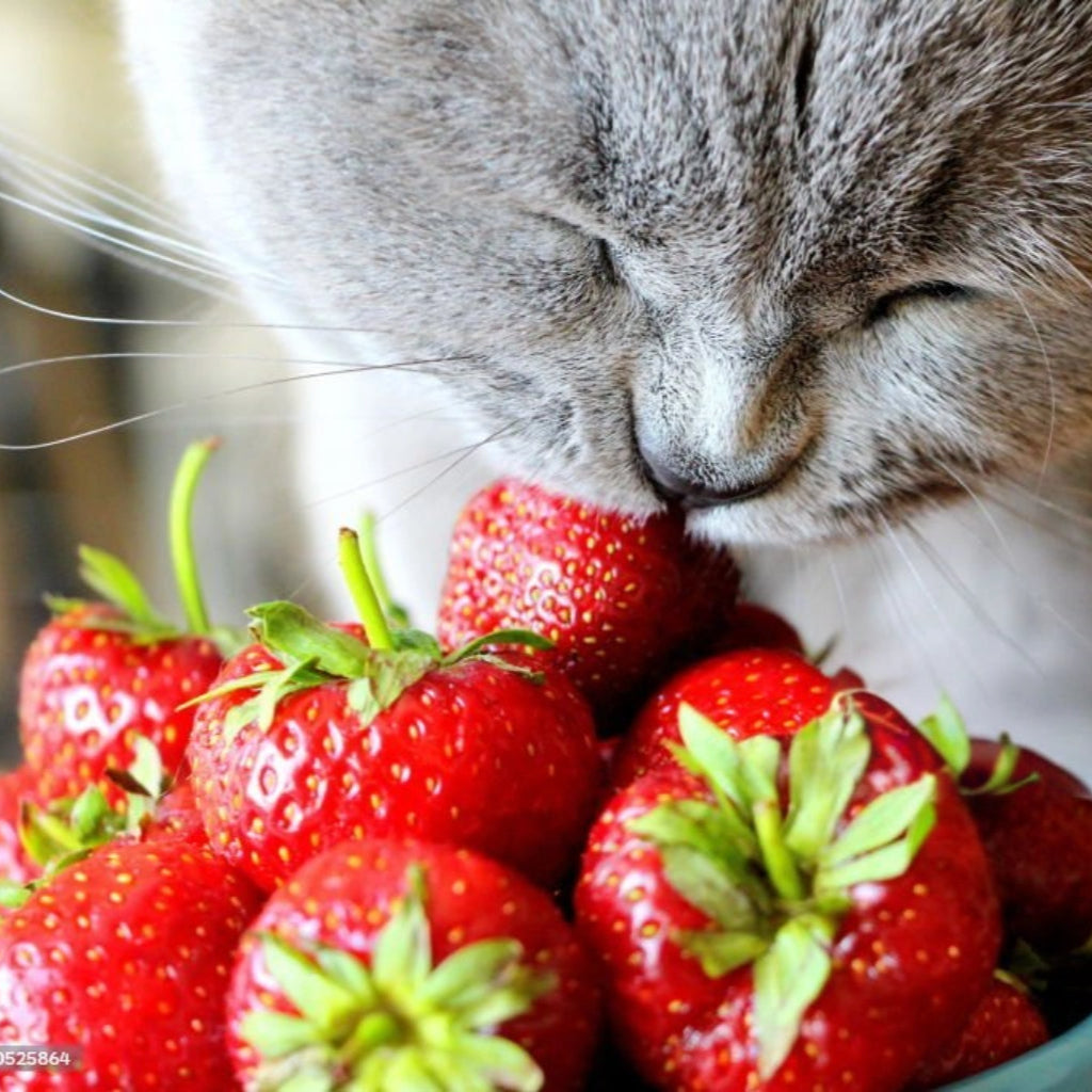 Can Cats Eat Berries?