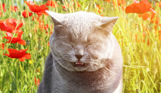 7 Signs of a Cat Allergic Reaction