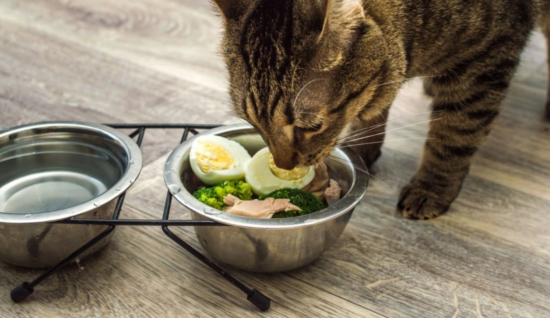 What Is Human-Grade Cat Food?