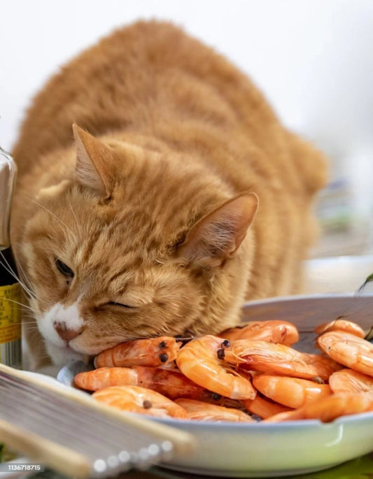 Is Shrimp Good for Cats?