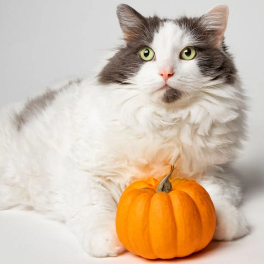Is Pumpkin Good for Cats?