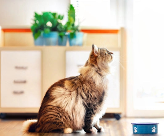 8 Things Cats Should Never Eat