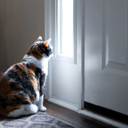 Cat Owners Must Know: Safe Alone Time for Cats