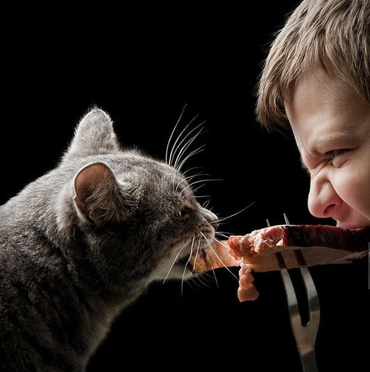 Should You Share Ham with Your Cat?